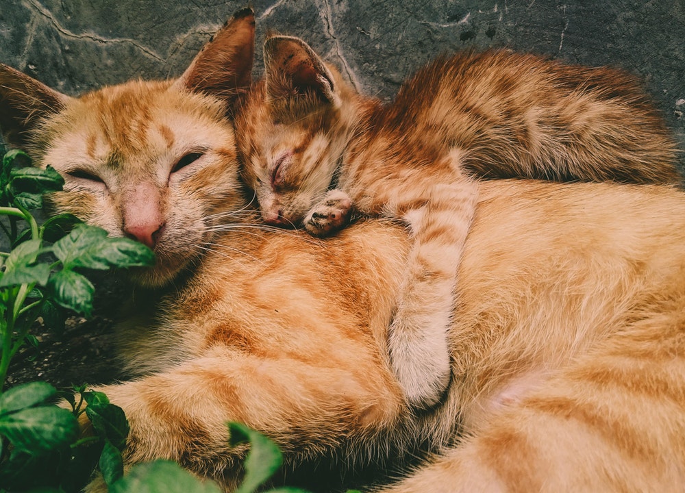 Les chats doivent être stérilisés avant l’âge d’un an pour prévenir les maladies.