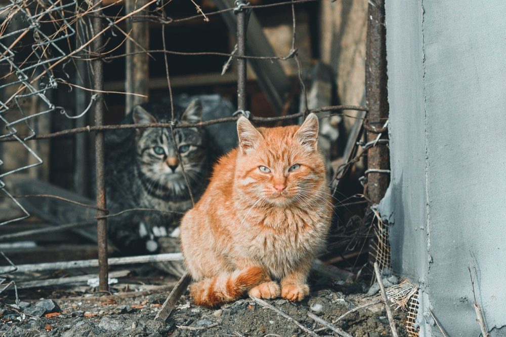 qué comen los gatos