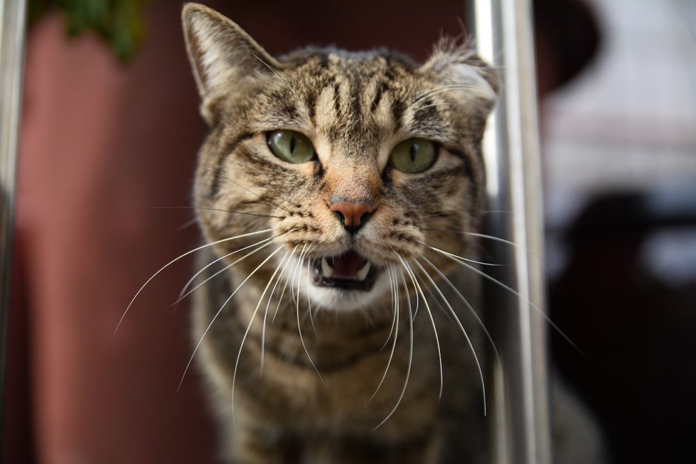cómo adoptar un gato en barcelona
