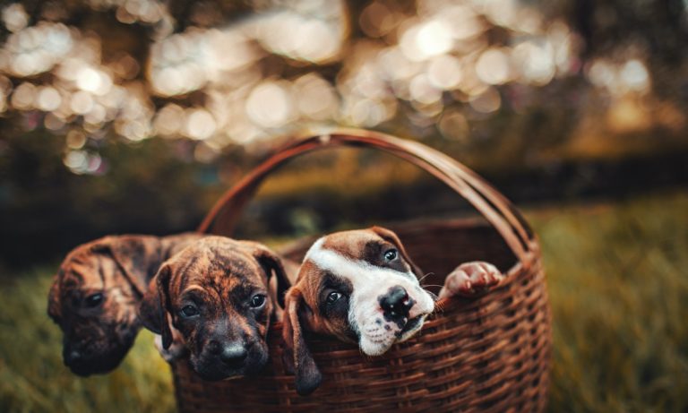En España puedes contactar con algún cementerio de mascotas para cuando ese día llegue