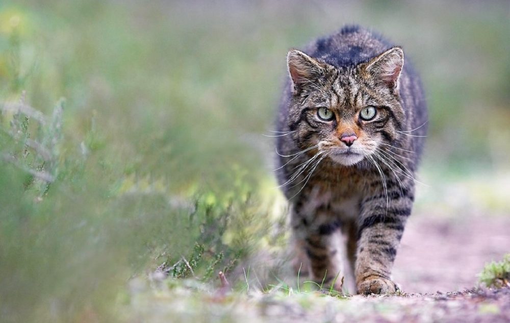 El gato montés está en peligro de extinción