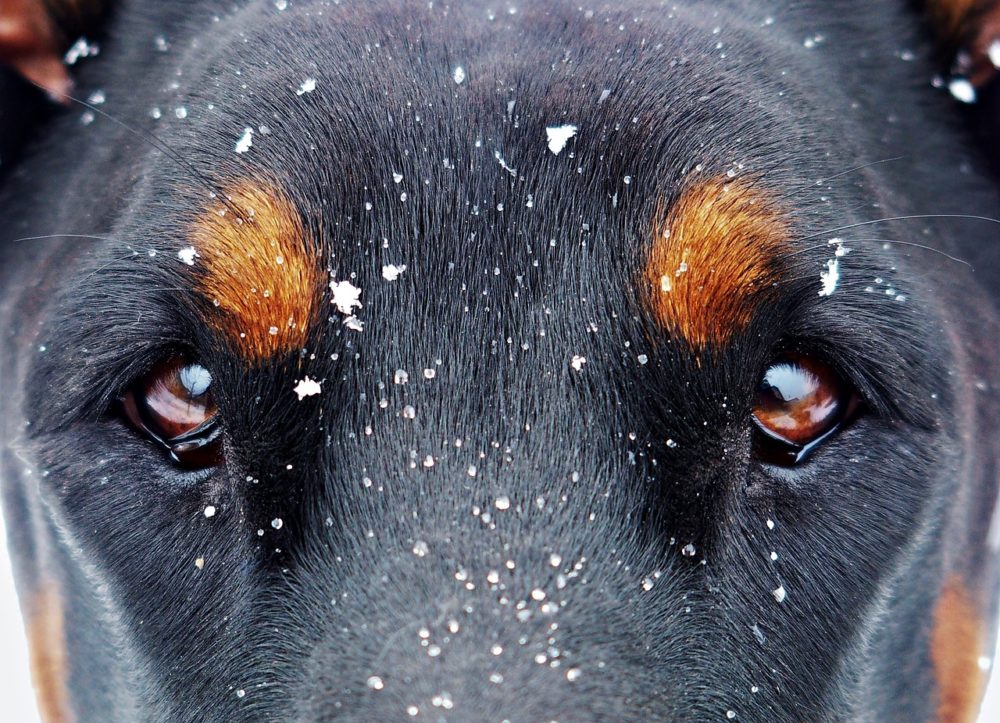 El perro Doberman es un perro muy dócil y cariñoso