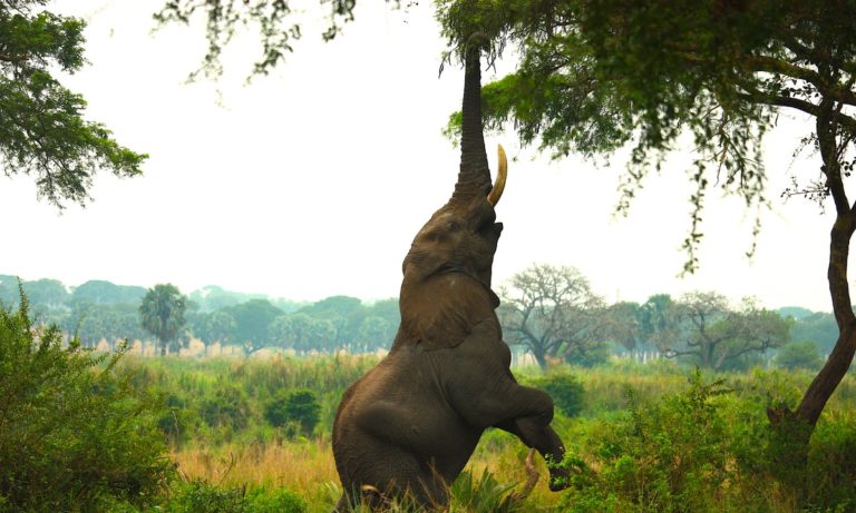 Savez-vous ce que mangent les éléphants ?
