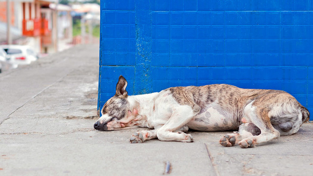 adopter un chien à Malaga