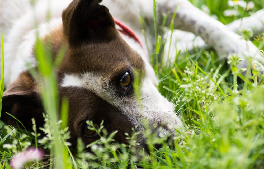 plantes médicinales bénéfiques pour les animaux de compagnie