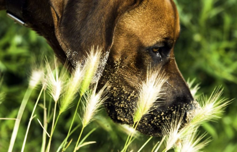 plantas medicinales beneficiosas para las mascotas