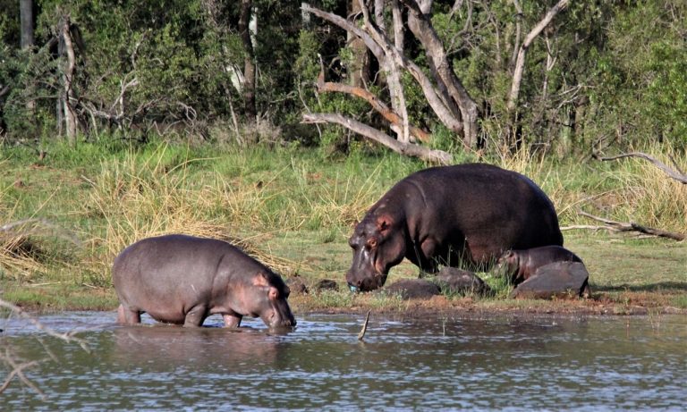 ce que mangent les hippopotames
