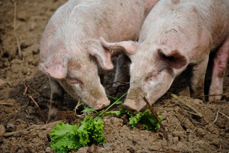 ce que mangent les cochons