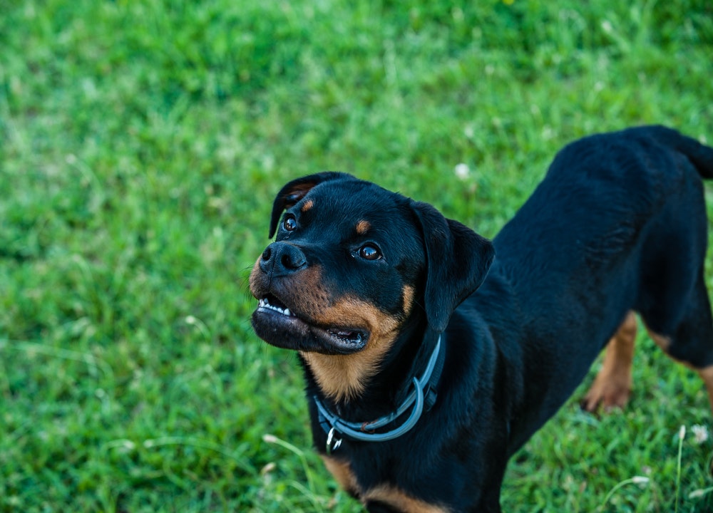 El Rottweiler entra dentro de los perros potencialmente peligrosos y necesita seguro para mascotas