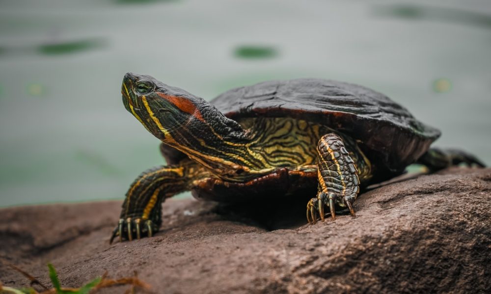 Tener una tortuga mascota representa un riesgo para la salud