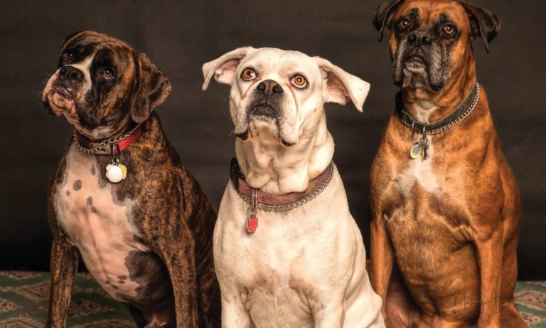 El seguro para mascotas es obligatorio en Madrid y País Vasco