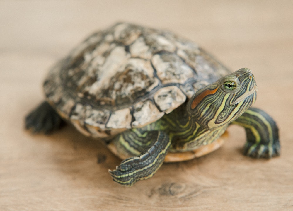 Les tortues sont porteuses de salmonelles