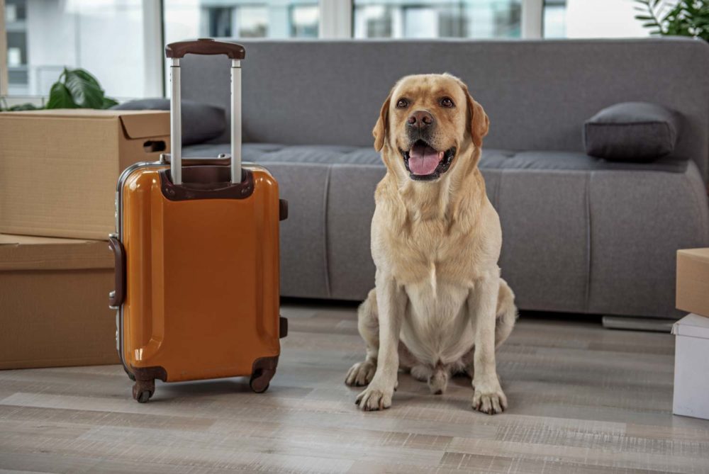 voyager avec un chien