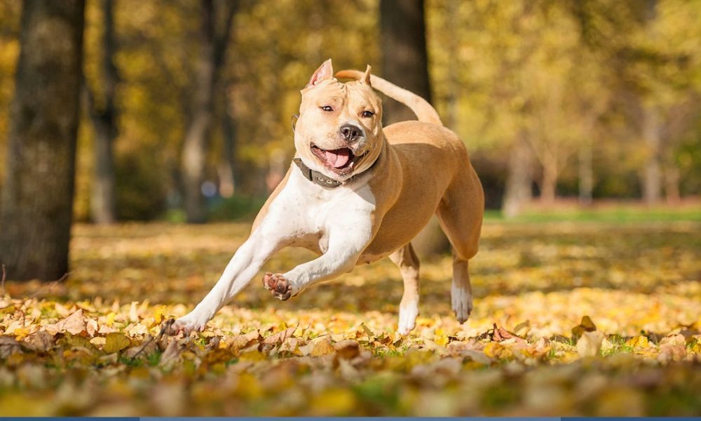 American Staffordshire Bull Terrier