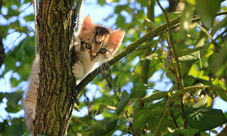 Plantas tóxicas para gatos más comunes