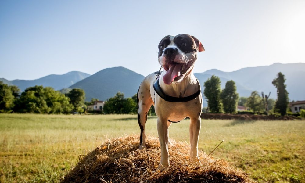 perro-american-staffordshire-bull-terrier