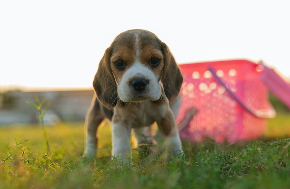 raza de perro beagle