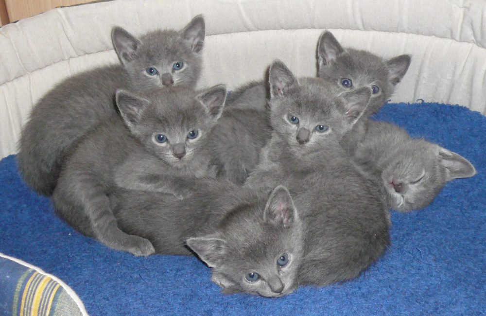 gato azul ruso bebé