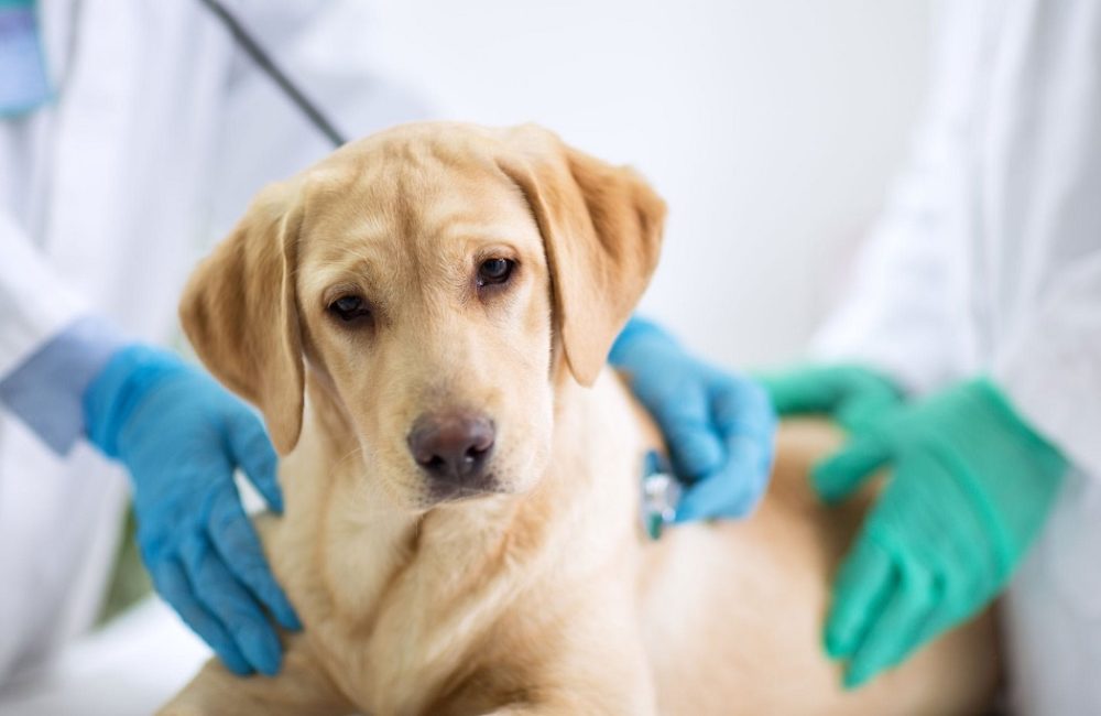 cáncer de mama en perros