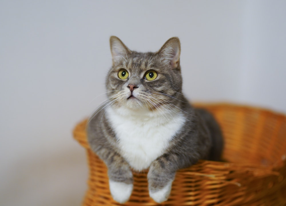 Pour donner du diazépam à un chat, un vétérinaire doit le prescrire.