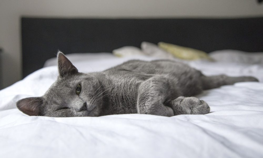 dar diazepam a un gato es recomendable