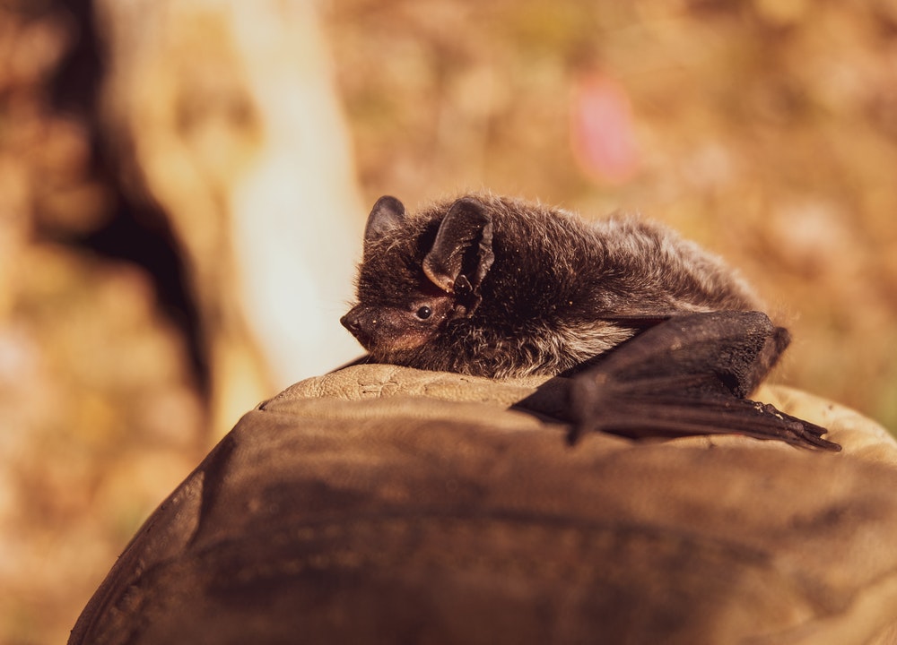 les chauves-souris sont des mammifères