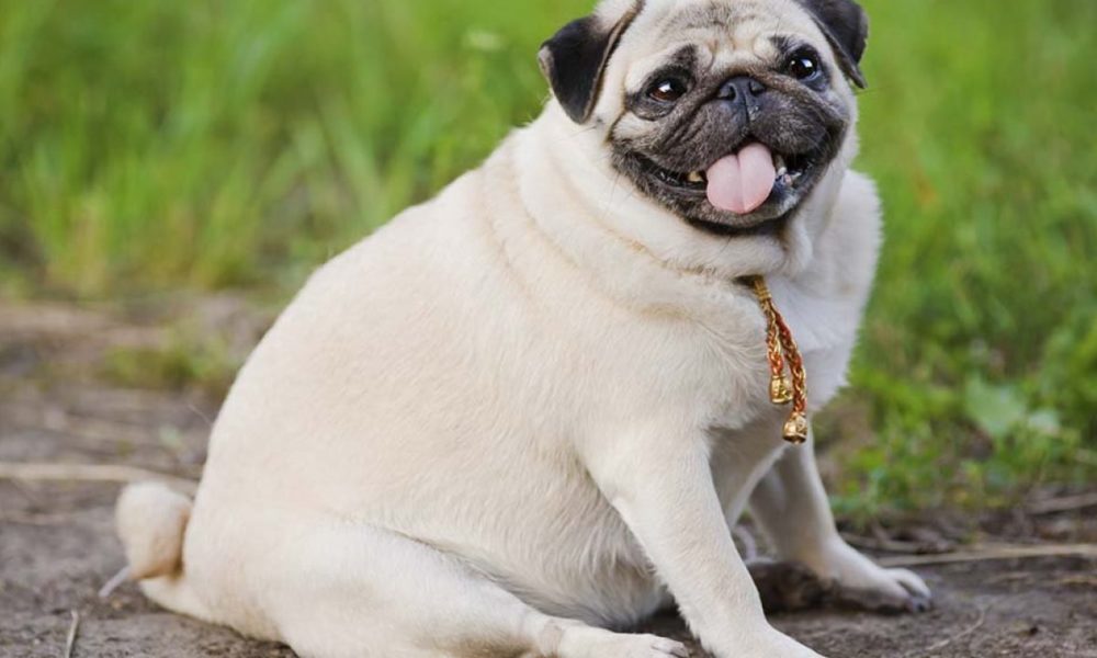 pienso para perros esterilizados