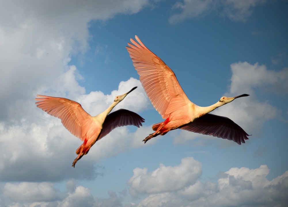 Vol d'oiseaux