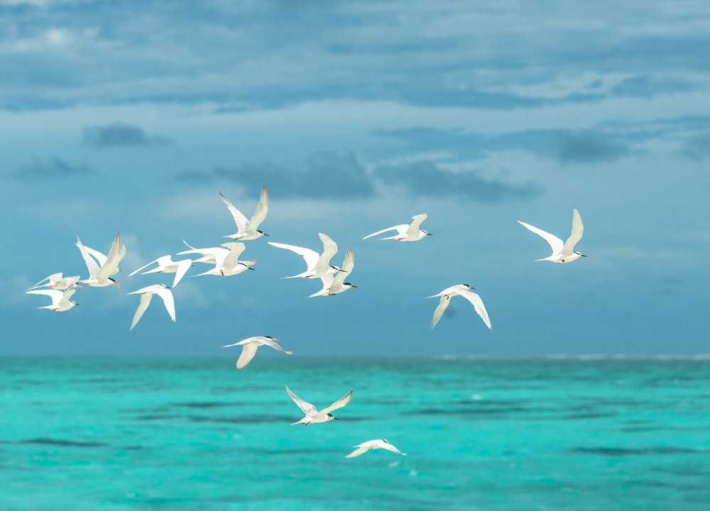 La physique est responsable de la façon dont les oiseaux volent