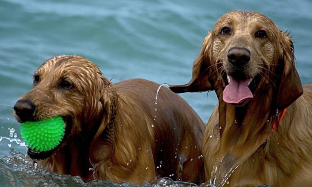 refrescar a tu perro en verano