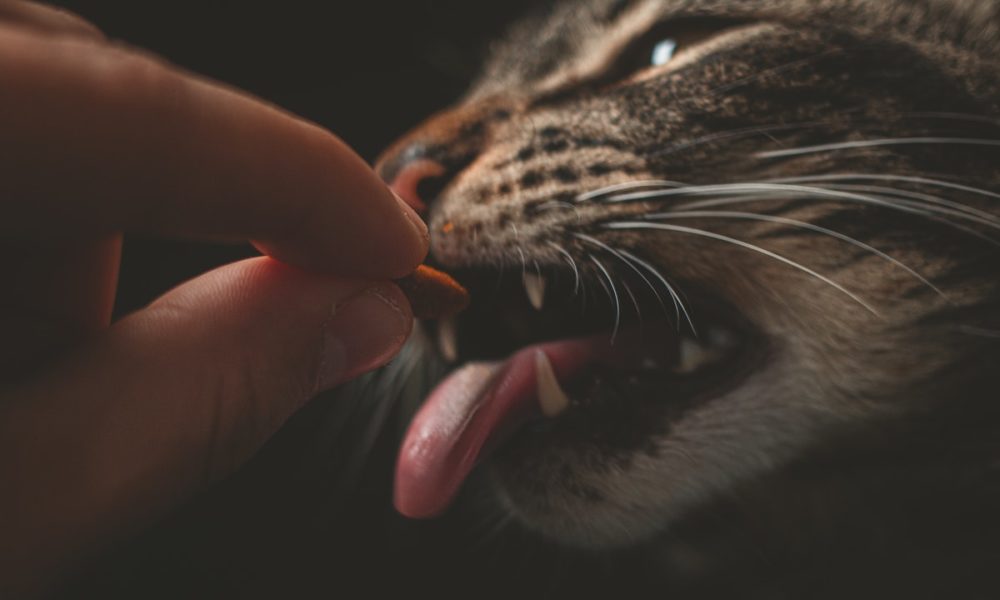 Pienso gatos esterilizados