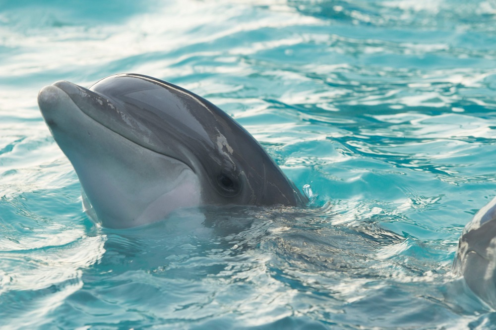 Que mangent les bébés dauphins ?