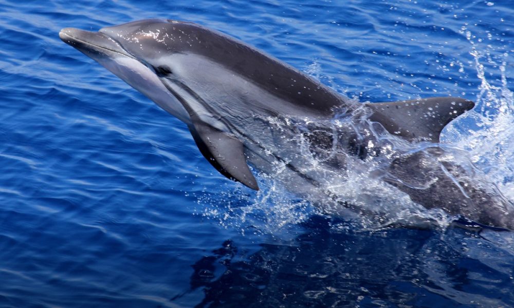 qué comen los delfines