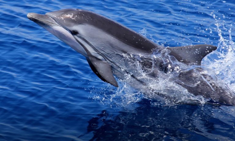 ce que mangent les dauphins