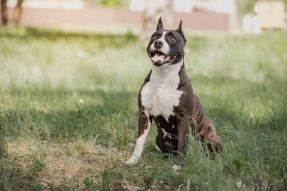 race American Staffordshire Terrier