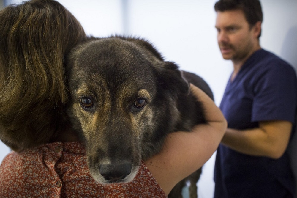 Symptômes du cancer du sein chez le chien
