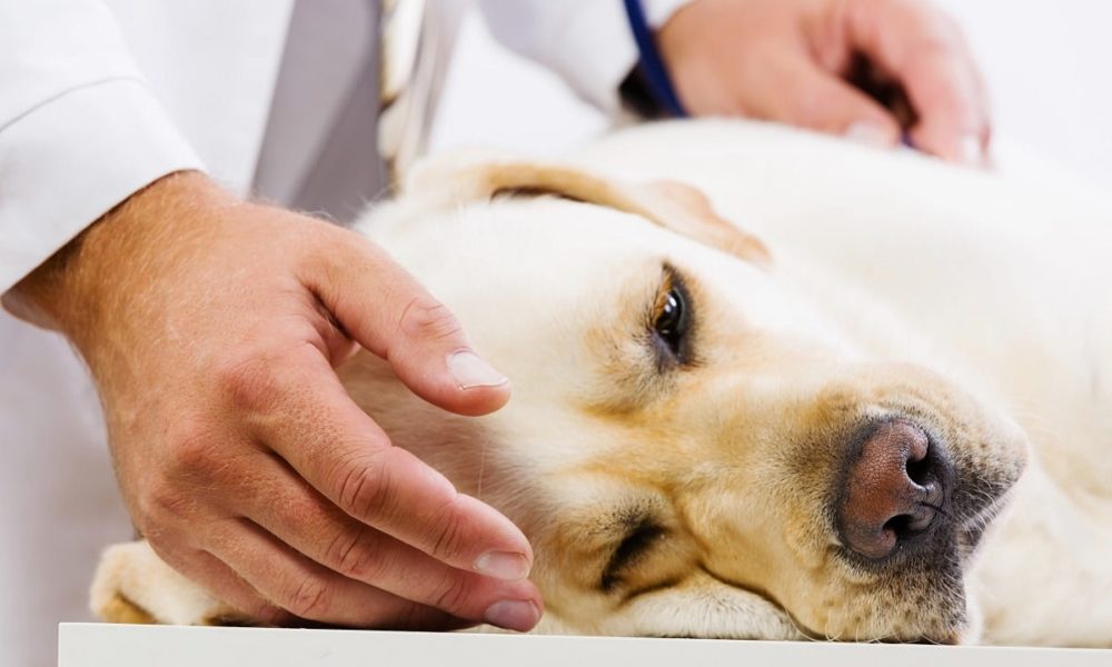 traitement du cancer du sein chez le chien