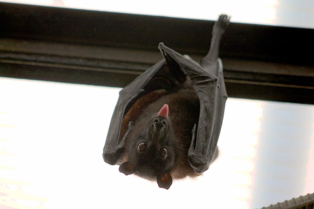 découvrez ce que mangent les chauves-souris
