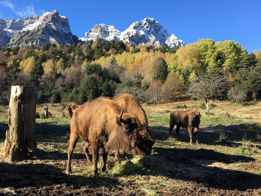 Les parcs de La Cuniacha permettent d'observer des animaux en semi-sauvage en Espagne