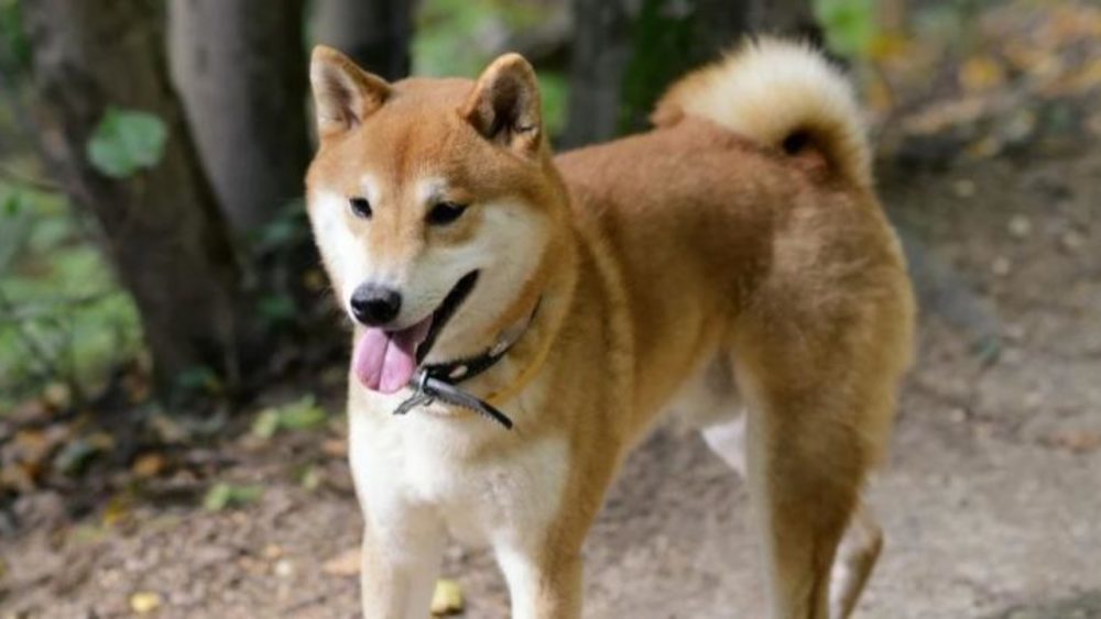 Chiot Akita Inu