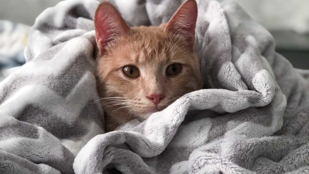 tiña en gatos