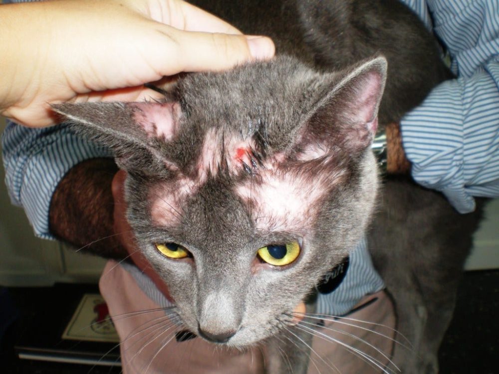tiña en gatos