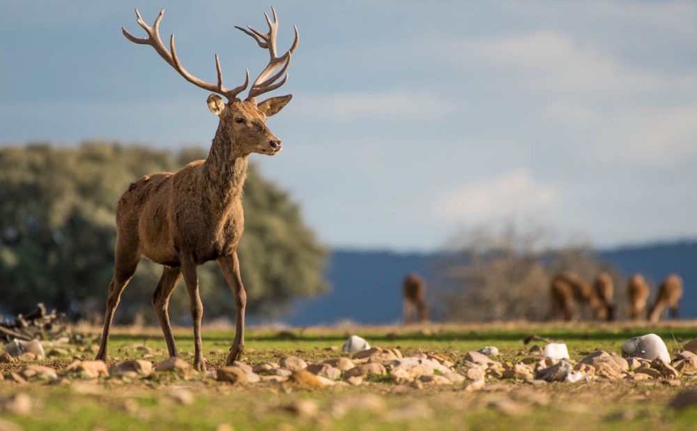 Parc national de Cabañeros