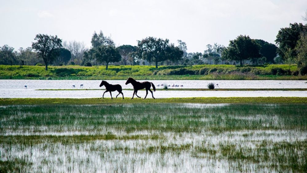 Parc national de Doñana