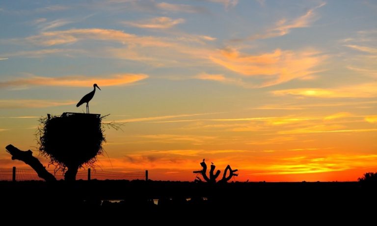 Parcs pour observer les animaux en semi-sauvage en Espagne