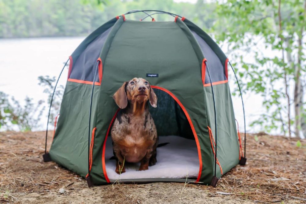 camping con perros