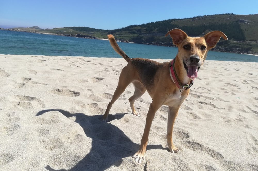 playas para perros