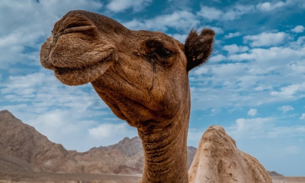qué comen los camellos