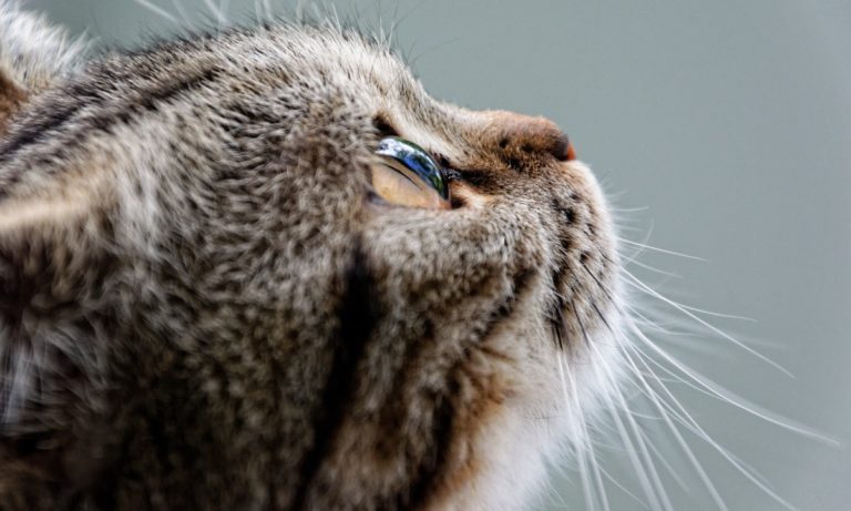 Le chat romain peut vivre jusqu'à 16 ans