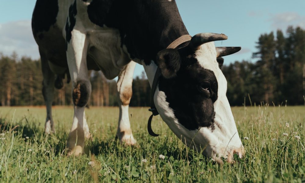Cuántos estómagos tiene la vaca